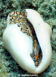FLAMINGO TONGUE ,introspecting by Andres Larraz 